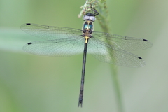 Micromidia atrifrons