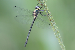 Micromidia atrifrons
