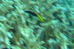 Labroides pectoralis