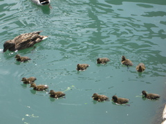 Anas platyrhynchos