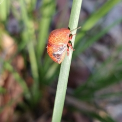 Solenotichus circuliferus