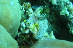 Notodoris serenae