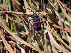 Ceroplesis orientalis