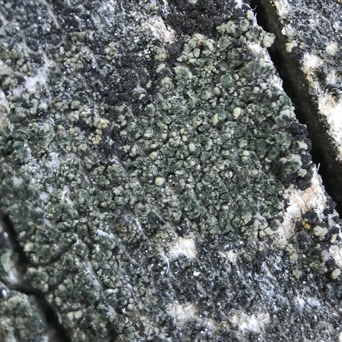 Trapeliopsis flexuosa image