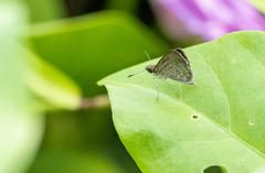 Aeromachus plumbeola