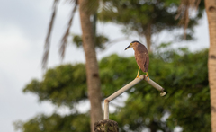 Nycticorax caledonicus