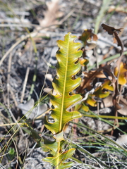 Banksia gardneri