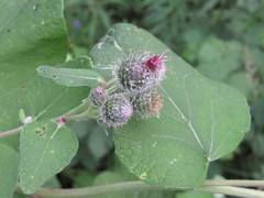 Arctium × ambiguum