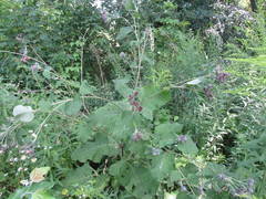Arctium × ambiguum