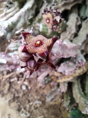 Apteranthes europaea judaica