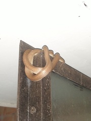 Lycodon anamallensis