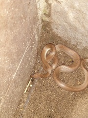 Lycodon anamallensis