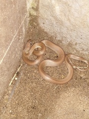 Lycodon anamallensis
