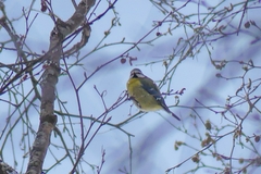 Cyanistes caeruleus