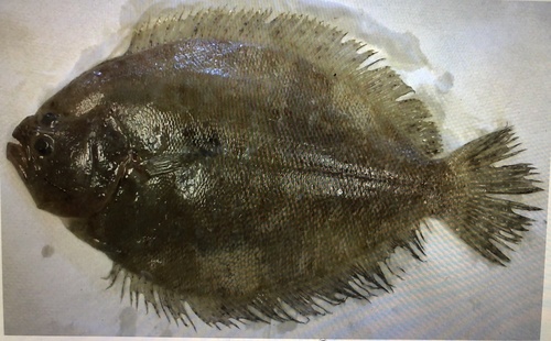 Diepe bot (Pseudorhombus elevatus) — Paralichthyidae — 5
