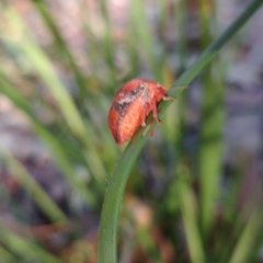 Solenotichus circuliferus