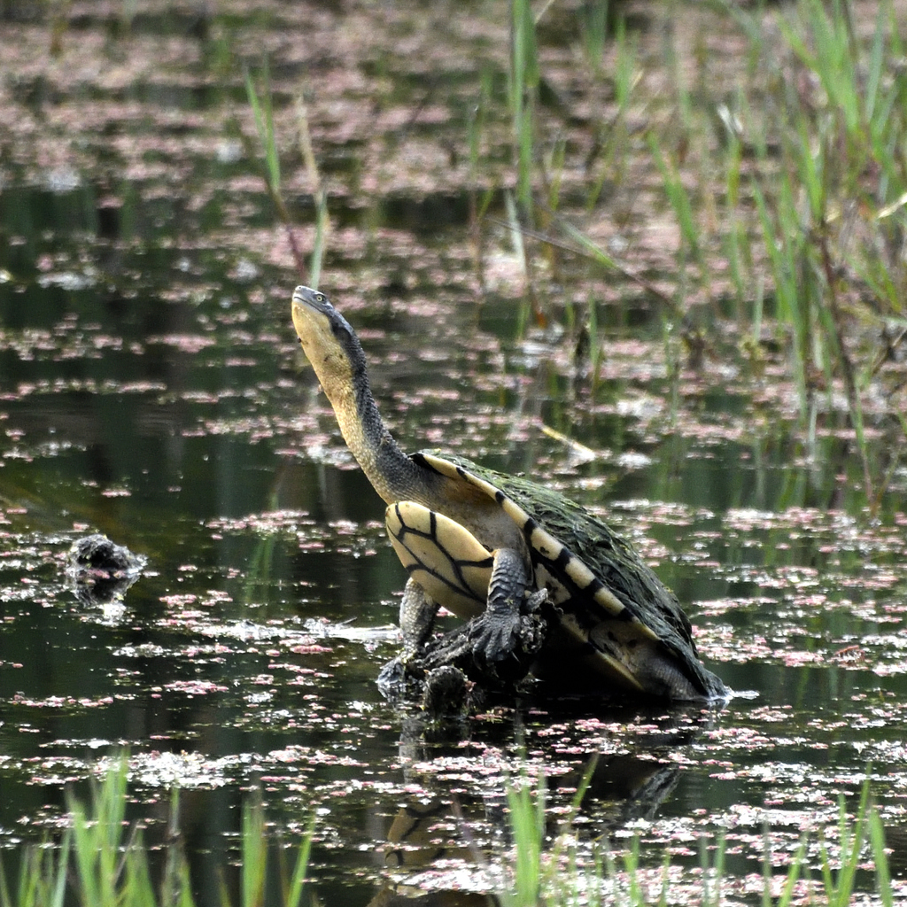 common-snake-necked-turtle-from-canberra-central-act-australia-on