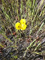 Calochortus luteus
