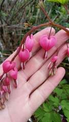 Lamprocapnos spectabilis