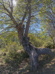 Nothofagus glauca