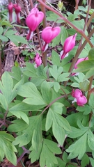 Lamprocapnos spectabilis