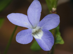 Rubellium