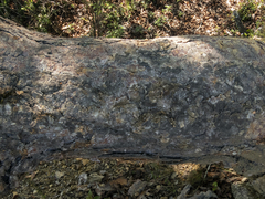 Nothofagus glauca