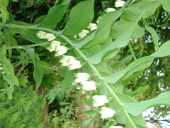 Polygonatum × hybridum