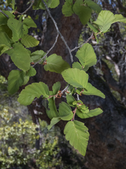 Nothofagus glauca