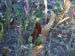 Banksia gardneri