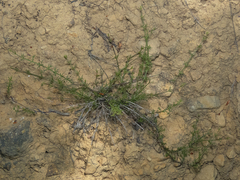 Galium suffruticosum