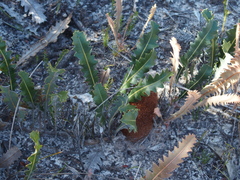 Banksia gardneri