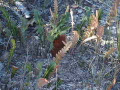Banksia gardneri
