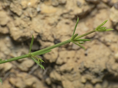 Galium suffruticosum