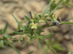 Galium suffruticosum