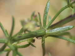 Galium suffruticosum