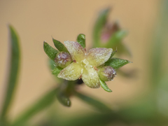 Galium suffruticosum