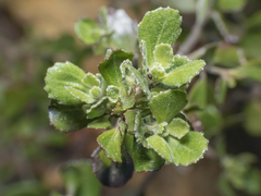 Baccharis rhomboidalis
