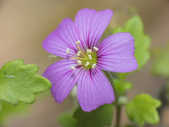 Viviania elegans