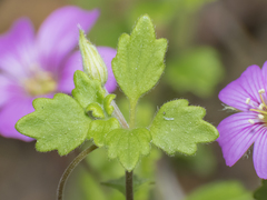 Viviania elegans
