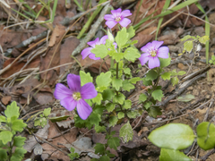 Viviania elegans