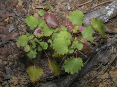 Berberis actinacantha