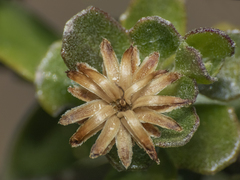 Baccharis rhomboidalis