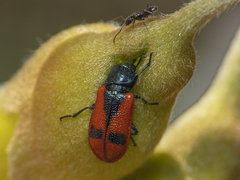 Arthrobrachus nigromaculatus