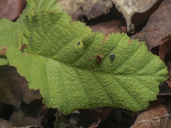 Nothofagus glauca