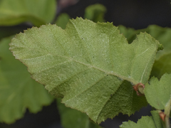 Nothofagus glauca