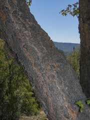 Nothofagus glauca