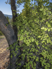 Nothofagus glauca