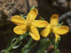 Hypericum caespitosum