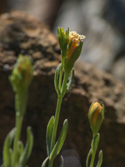 Hypericum caespitosum